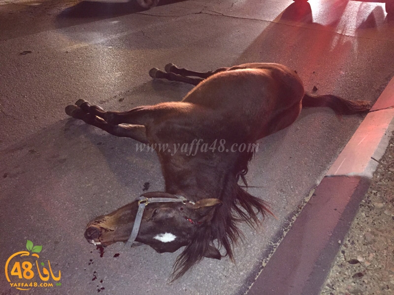 horse yeaffa (1).jpg